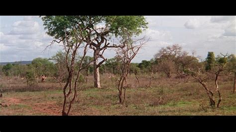 The Naked Prey Blu Ray Masters Of Cinema United Kingdom