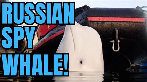 New Us Propaganda Russia Has Spy Whales Youtube