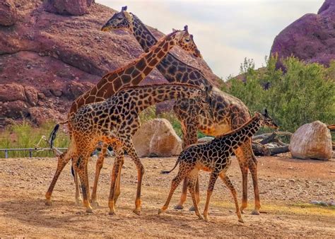 8 animal attractions around Phoenix to celebrate World Wildlife Day ...