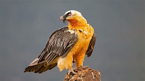 Bbc Radio 4 Wild Inside The Bearded Vulture