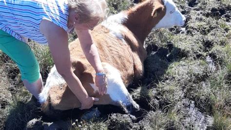 Oberndorf Wolfgangsee Kuh Aus Misslicher Lage Befreit N N At