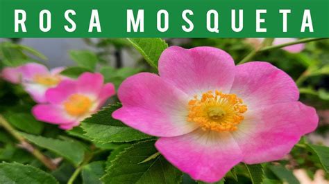 Tipos De Rosa Mosqueta - ⚪CÓMO SON las FLORES de la ROSA MOSQUETA 🌹 (What Rosehip Flowers Look ...