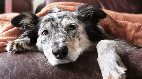 Dog Flu Is Rampant Heres Everything You Need To Know