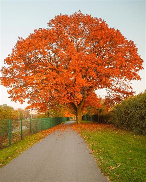 Red autumn oak tree. Image of the red autumn oak tree , #spon, #oak, # ...