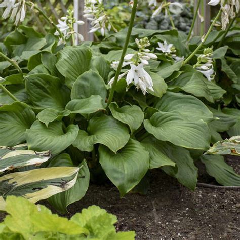 Hosta Age Of Gold Perennial Plant Sale Bloomin Designs Nursery