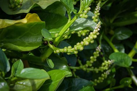 When To Plant Spinach Yes Timing Matters