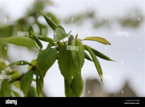 cherry tree leaves Stock Photo - Alamy