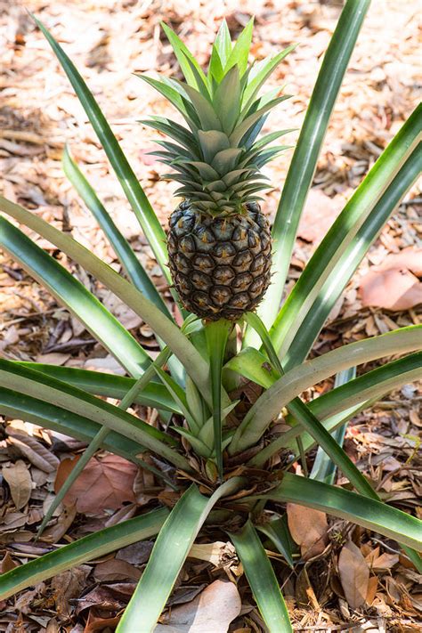 Pineapple Plant Ananas Comosus Photograph by Lee F. Snyder - Pixels