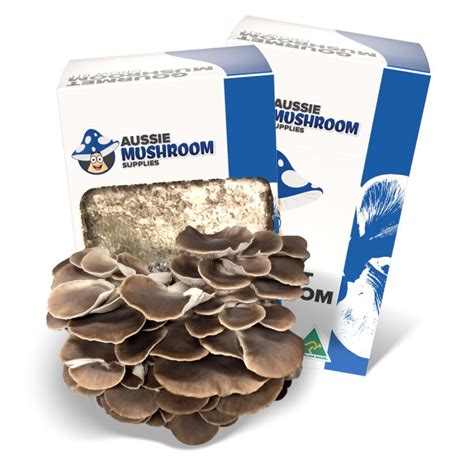 Mushroom Grow Kit Summer Chocolate Pleurotus Pulmonarius Aussie