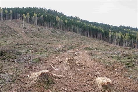 Naturlig Foryngelse Skogbruk Store Norske Leksikon