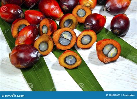 African Oil Palm Elaeis Guineensis The Oil Palm Was Introduced To