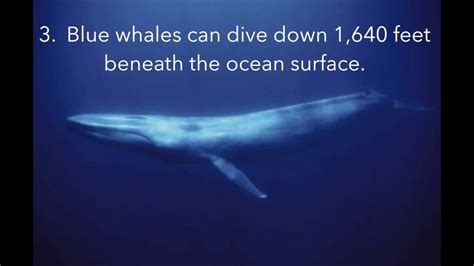 Blue Whale Facts