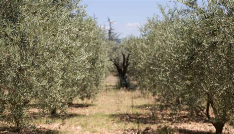 Torna La Settima Giornata Nazionale Dell Evento Camminata Tra Gli