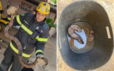 Cobra Encontrada Em Clube Em Caldas Novas Jornal De Bras Lia