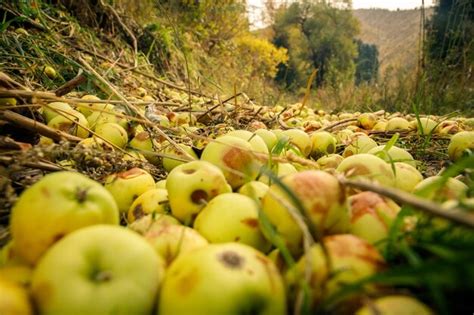 Mala Cosecha De Manzanas De Desperdicio Pudriéndose En El Suelo En Las