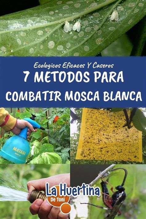 M Todos Eficaces Y Ecol Gicos Para Combatir La Mosca Blanca Artofit