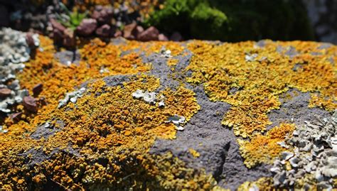 Sconzani Auckland Walks Discovering Lichen In Cornwall Park