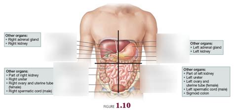 Bio 201 Chapter 1 Abdominopelvic Quadrants Diagram Quizlet