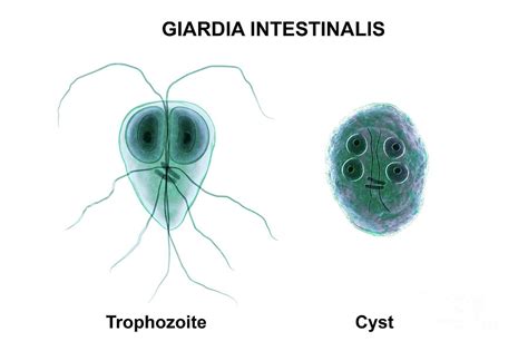 Giardia Intestinalis Protozoan 1 Photograph By Kateryna Konscience Photo Library Fine Art