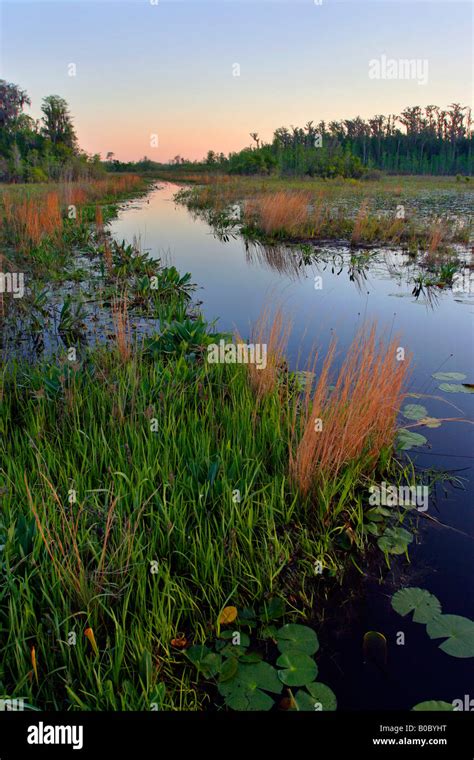 Okefenokee National Wildlife Refuge swamp Stock Photo - Alamy