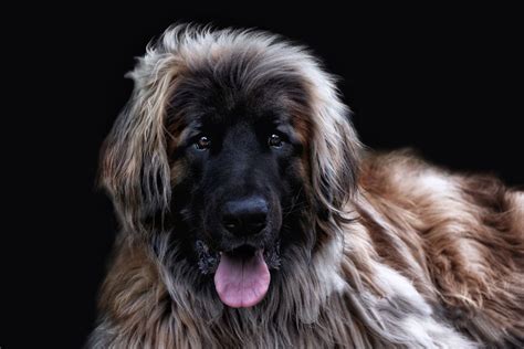 The Leonberger Leonberger Leonberger Dog Dogs