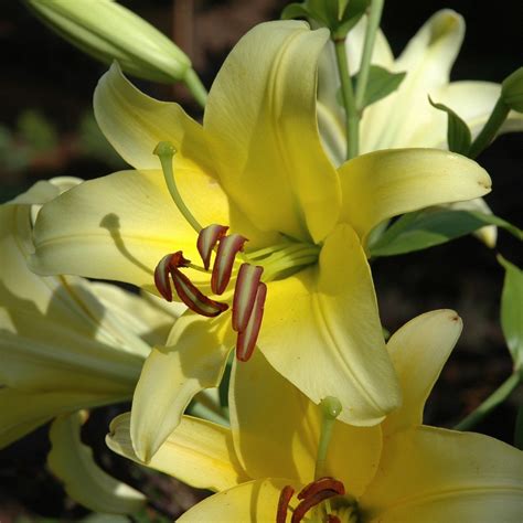 lily sale melbourne  laura strong blog