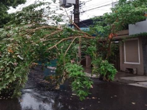 Rvore Tomba A Forte Chuva Em Manaus