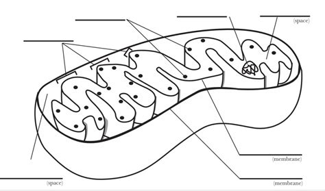 Mitochondria Labeling Diagram | Quizlet