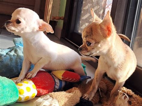 Femelles Chihuahua Poil Long Lof Vendre Petite Annonce Chien