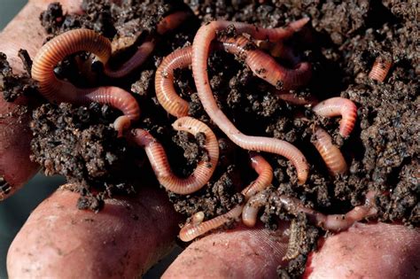 There could be 30,000 species of earthworms wriggling around the world ...