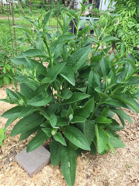 Comfrey- The WONDER Plant (plants forum at permies)