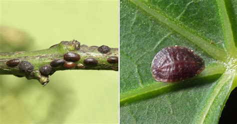 Elimina Le Cocciniglie Dalle Tue Piante Per Sempre Pesticidi