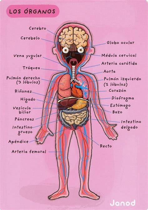 Archivo De Lbumes Organos Del Cuerpo Humano Cuerpo Humano Para