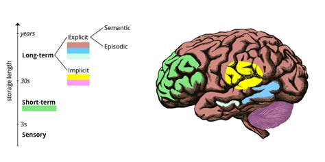 Memory Brain Diagram