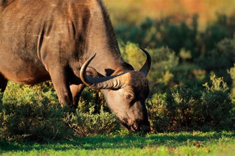 African buffalo feeding - Royalty free photo #16395120 | PantherMedia ...