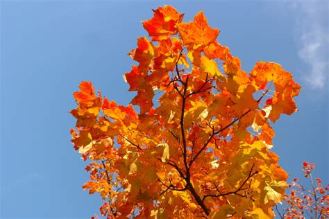 Kostenlose Foto Baum Natur Ast Himmel Sonnenlicht Blatt Blume