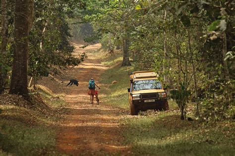 Budongo Forest In Murchison Falls National Park Uganda