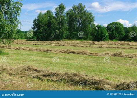 Mowed Grass on the Field in Early July Stock Photo - Image of design ...