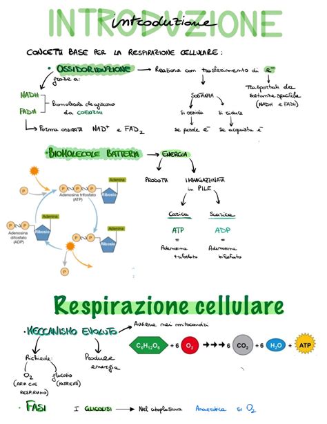 Introduzione Alla Respirazione Cellulare Notability Gallery