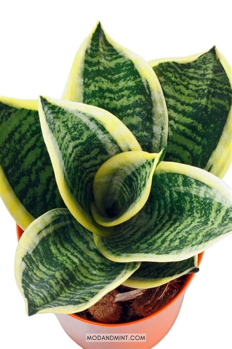 Bird S Nest Snake Plant Care How To Grow A Sansevieria Hahnii