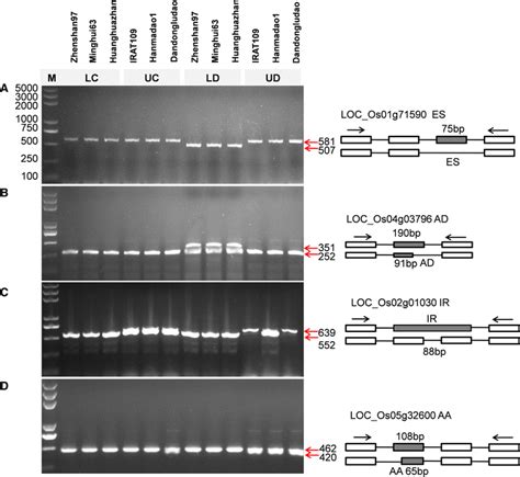 Validation Of Alternative Splicing By Rt Pcr Ad Represents Gene