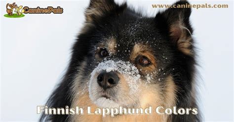 Finnish Lapphund Colors - Everything You Need to Know - Canine Pals