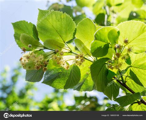 Linden Tree In Blossom Nature Background Stock Photo Valentyn