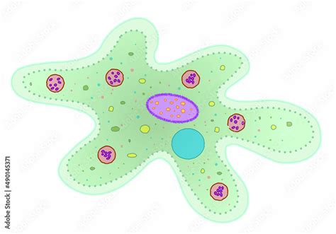 Amoeba Structure