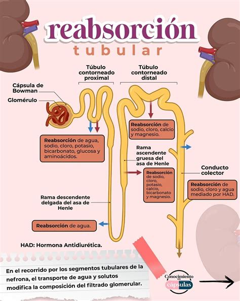 Conocimiento en Cápsulas on Instagram Los riñones son los órganos