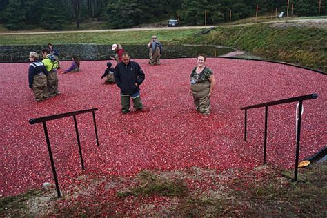 Cranberry Harvest Festival Oregon November 2022 - Spring Festival 2022