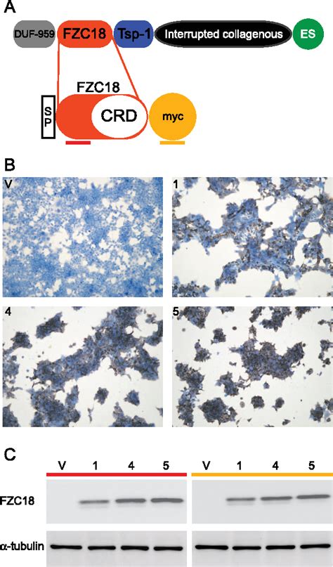 Inhibition Of Wnt Catenin Signaling By A Soluble Collagen Derived