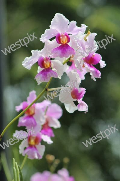 Singapore S National Flower Vanda Miss Westpix