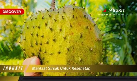 Temukan Manfaat Sirsak Untuk Kesehatan Yang Bikin Kamu Penasaran