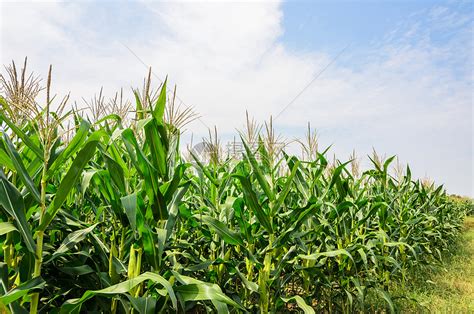 玉米农场季节谷物国家环境乡村植物叶子食物场地天空高清图片下载 正版图片321605291 摄图网